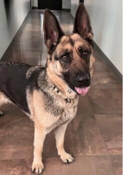 Helena -  German Shepherd Dog Dog for Adoption in Cottonwood, Arizona - Helena | PetCurious