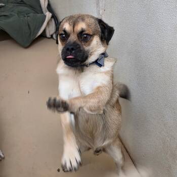 Pug Dogs Available for Adoption in Chino Hills, California - McQueen - Chino Hills Location | PetCurious
