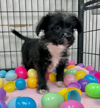 Terrier and Cockapoo Dogs Available for Adoption - Kitty | PetCurious