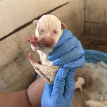 Caleb -  Husky and Mixed Breed Dog for Adoption in Edinburg, Texas - Caleb | PetCurious