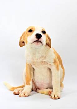 Susan -  Labrador Retriever and Mixed Breed Dog for Adoption in Morton Grove, Illinois - Susan | PetCurious