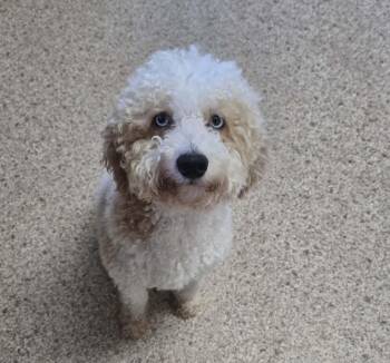 Poodle Dogs Available for Adoption in Cincinnati, Ohio - Oliver | PetCurious