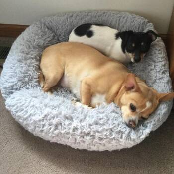 Sassy -  Chihuahua Dog for Adoption in Johnson City, Tennessee - Sassy | PetCurious