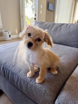 Hanna -  Miniature Poodle and Terrier Dog for Adoption in Ephrata, Washington - Hanna | PetCurious