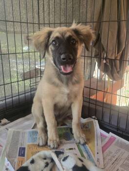 Shepherd Dogs Available for Adoption - Isabella | PetCurious