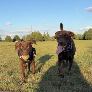 Brielle -  Mixed Breed Dog for Adoption in Buffalo, Minnesota - Brielle | PetCurious