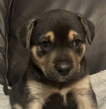 Gina Regal - Local Girl -  Beagle Dog for Adoption in Andover, Massachusetts - Gina Regal - Local Girl | PetCurious