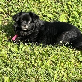 Ember -  Pekingese and Mixed Breed Dog for Adoption in Farmersville, Ohio - Ember | PetCurious