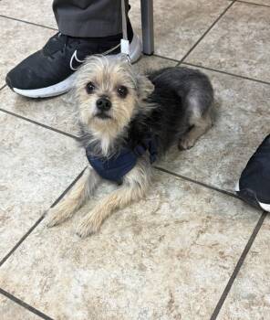 Yorkshire Terrier Dogs Available for Adoption in Grafton, Wisconsin - SPONSOR OR FOSTER ME - Charlie | PetCurious