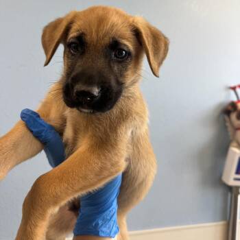 Bolton -  Mixed Breed Dog for Adoption in Las Cruces, New Mexico - Bolton | PetCurious