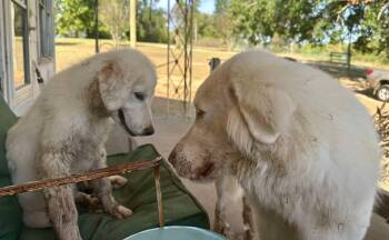 Pretzel -  Great Pyrenees Dog for Adoption in New Baltimore, Michigan - Pretzel | PetCurious