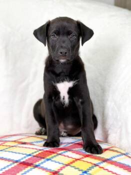 Labrador Retriever and Mixed Breed Dogs Available for Adoption in Savage, Minnesota - Wizard Of Oz - Toto | PetCurious