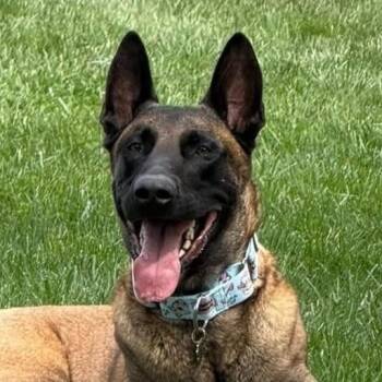 Belgian Shepherd Malinois Dogs Available for Adoption in Grafton, Ohio - Ares | PetCurious