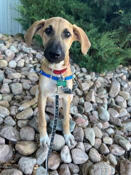 Cappuchino -  Mixed Breed Dog for Adoption in Fort Collins, Colorado - Cappuchino | PetCurious
