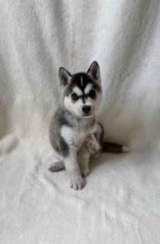 Oliver -  Siberian Husky Dog for Adoption in Buffalo, Minnesota - Oliver | PetCurious