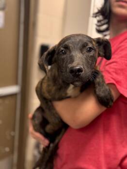 Rescue Pit Bull Terrier Dogs for Adoption in Hopkinsville, Kentucky - Checkers | PetCurious