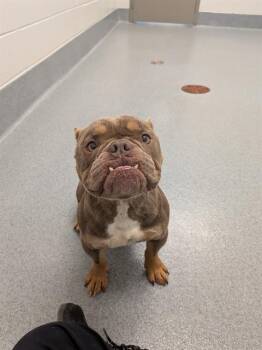 BOB -  American Bulldog and Mixed Breed Dog for Adoption in Indianapolis, Indiana - BOB | PetCurious