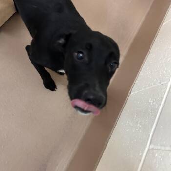 Berry -  Black Labrador Retriever and Mixed Breed Dog for Adoption in Reno, Nevada - Berry | PetCurious