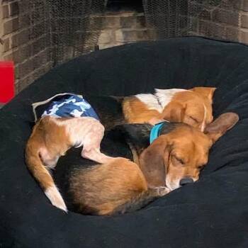 Luke -  Beagle Dog for Adoption in Fayetteville, Georgia - Luke | PetCurious