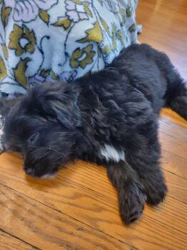 Mixed Breed Dogs Available for Adoption - SULLY | PetCurious