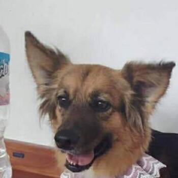 Finnish Spitz Dogs Available for Adoption - Pelusa (20260403-03) | PetCurious