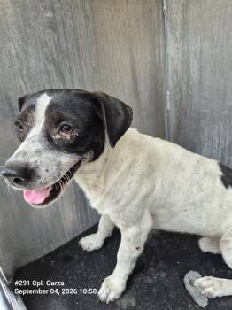 JEBEDIAH WRANGLER -  Terrier Dog for Adoption in San Antonio, Texas - JEBEDIAH WRANGLER | PetCurious