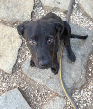 Jerry -  Black Labrador Retriever Dog for Adoption in San Diego, California - Jerry | PetCurious