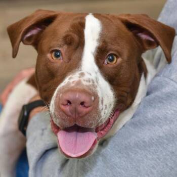 Mixed Breed Dogs Available for Adoption - Milo | PetCurious