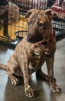 Timber -  Mixed Breed Dog for Adoption in Leavenworth, Kansas - Timber | PetCurious