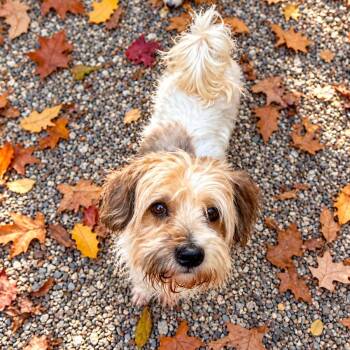 Chelo -  Mixed Breed Dog for Adoption in Hopkinton, Massachusetts - Chelo | PetCurious