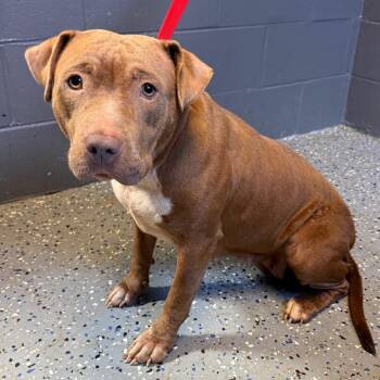 TUSC-Stray-85074 -  Pit Bull Terrier and Mixed Breed Dog for Adoption in Tuscaloosa, Alabama - TUSC-Stray-85074 | PetCurious