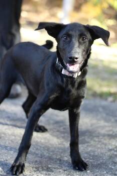 Alisha in NH. Come Meet our Adoptable Dogs Wednesday-Saturday. M -  Black Labrador Retriever Dog for Adoption in Manchester, New Hampshire - Alisha In NH. Come Meet Our Adoptable Dogs Wednesday-Saturday. M | PetCurious