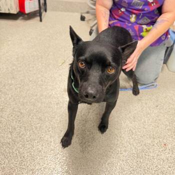 Camilo -  Terrier Dog for Adoption in Englewood, Florida - Camilo | PetCurious