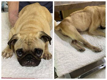 Rescue Pug Dogs for Adoption in Benton, Louisiana - Bug Mushroom (NOT YET AVAILABLE) | PetCurious