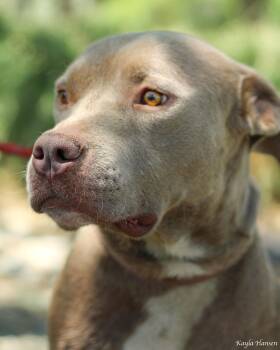 Rescue Pit Bull Terrier Dogs for Adoption in Richland, Washington - Thor | PetCurious