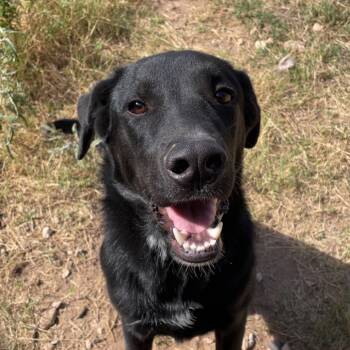 Rescue Black Labrador Retriever and Mixed Breed Dogs for Adoption in Midland, Texas - Indra | PetCurious
