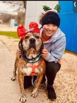 Rescue Mixed Breed Dogs for Adoption in Vassalboro, Maine - Kyoto | PetCurious