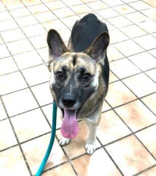 German Shepherd Dog Dogs Available for Adoption - BISCUIT | PetCurious