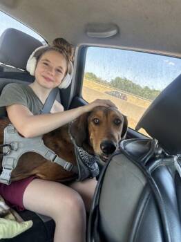 Winslow -  Foxhound Dog for Adoption in Austin, Texas - Winslow | PetCurious
