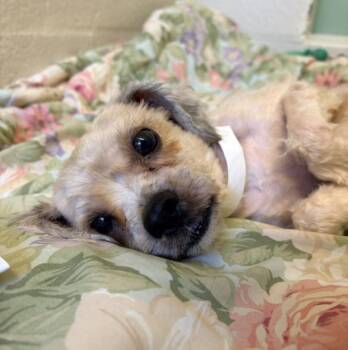 Shih Tzu Dogs Available for Adoption in Hagerstown, Maryland - FURBY | PetCurious