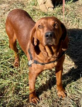 Hound Dogs Available for Adoption - Hot Cheeto | PetCurious