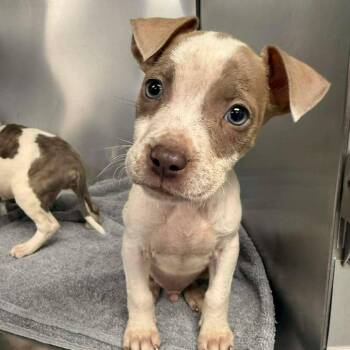 Pit Bull Terrier Dogs Available for Adoption - Alfred | PetCurious
