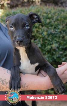 Makenzie -  Pit Bull Terrier Dog for Adoption in Mobile, Alabama - Makenzie | PetCurious