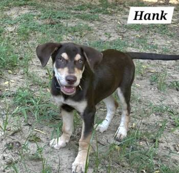 Rescue Shepherd Dogs for Adoption in Annandale, Virginia - Hank | PetCurious