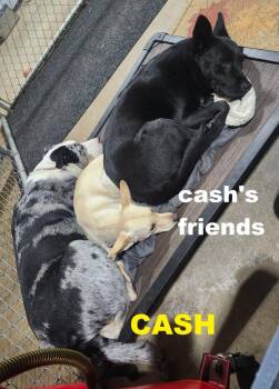 Australian Cattle Dog Blue Heeler Dogs Available for Adoption - Cash | PetCurious