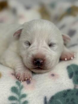 Affenpinscher and Mixed Breed Dogs Available for Adoption in Lockhart, Texas - Gale | PetCurious