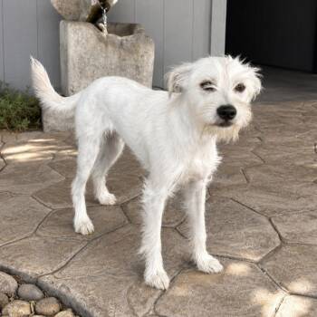 Linguine -  Terrier Dog for Adoption in Lathrop, California - Linguine | PetCurious