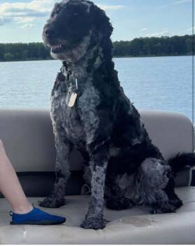Kalina -  Standard Poodle and Mixed Breed Dog for Adoption in Severance, Colorado - Kalina | PetCurious