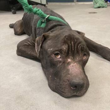 Mixed Breed Dogs Available for Adoption in Philadelphia, Pennsylvania - Memphis H | PetCurious