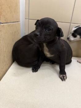 Mixed Breed Dogs Available for Adoption - Dash | PetCurious